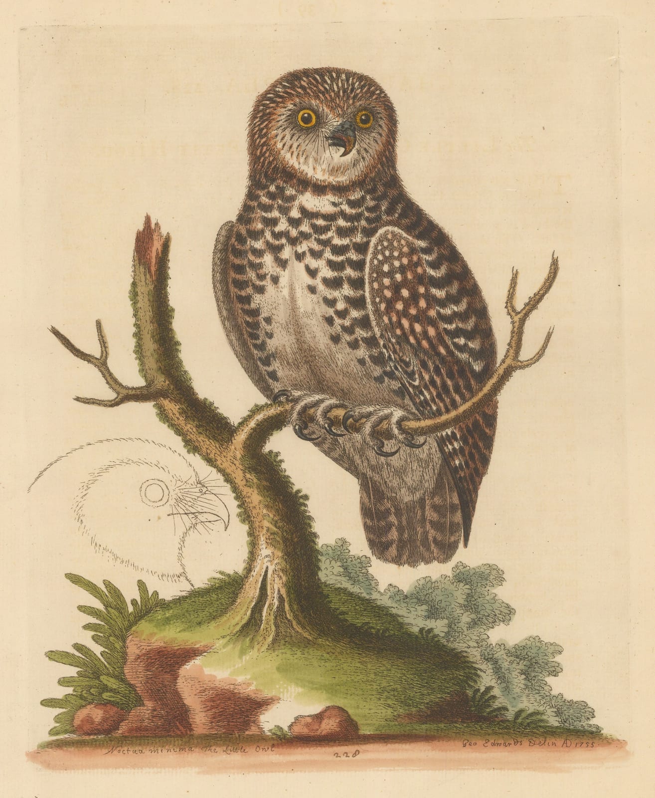 George Edwards, Owl - Little Owl, 1758