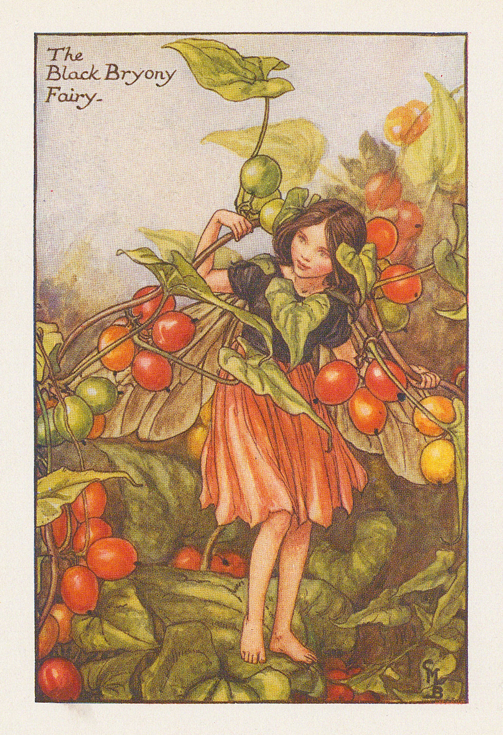 Cicely Mary Barker, Fairies - Black Bryony Fairy, 1926
