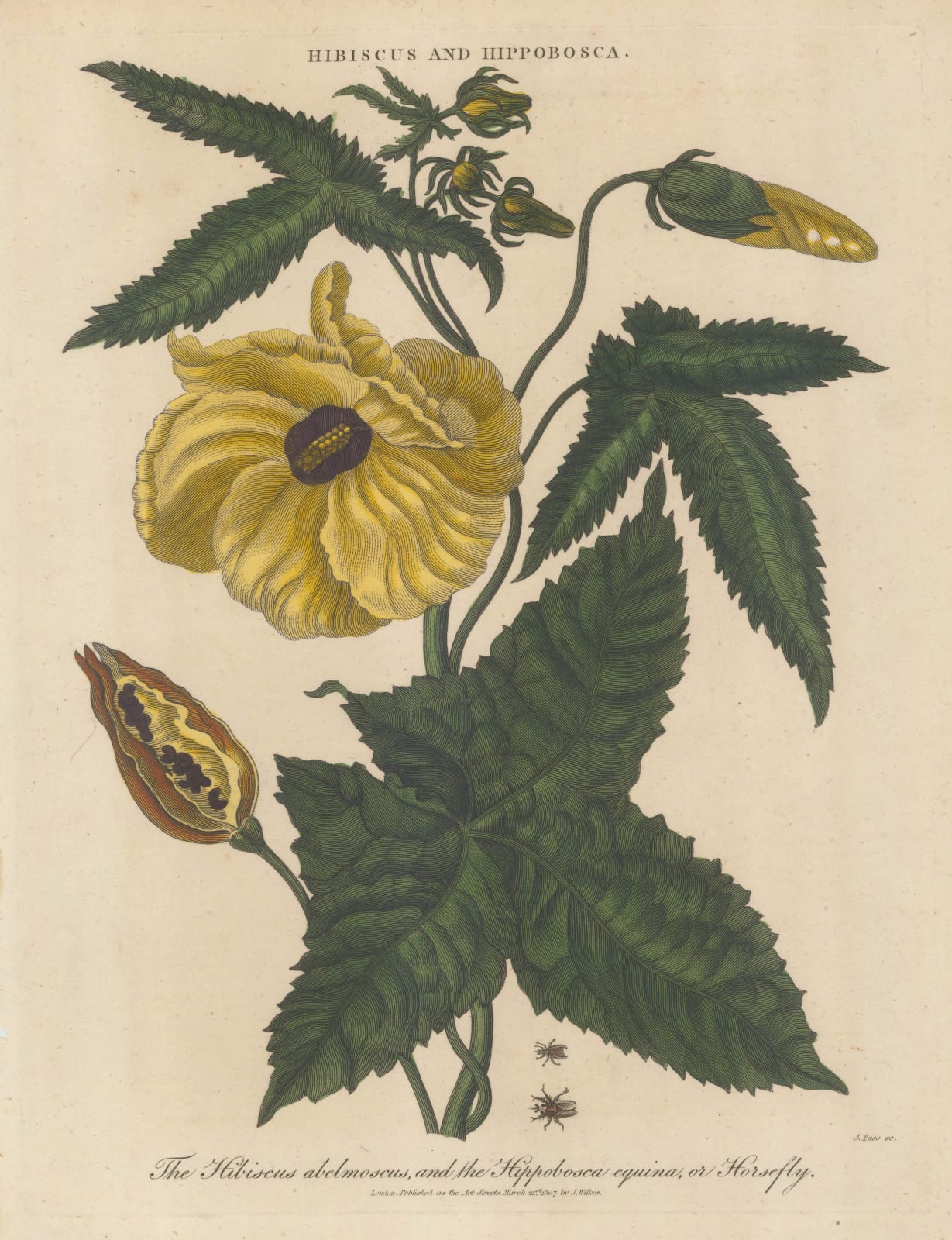 John Wilkes, Hibiscus and Horsefly, 1811