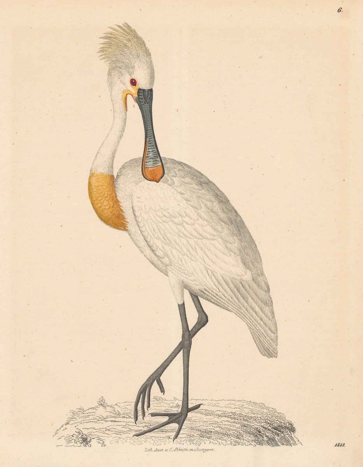 Carl Hoffmann, Spoonbill, 1843