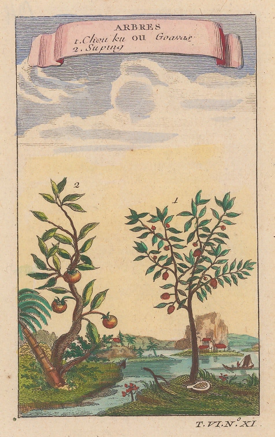 Nicholas Bellin, Guava and Lychee, 1759