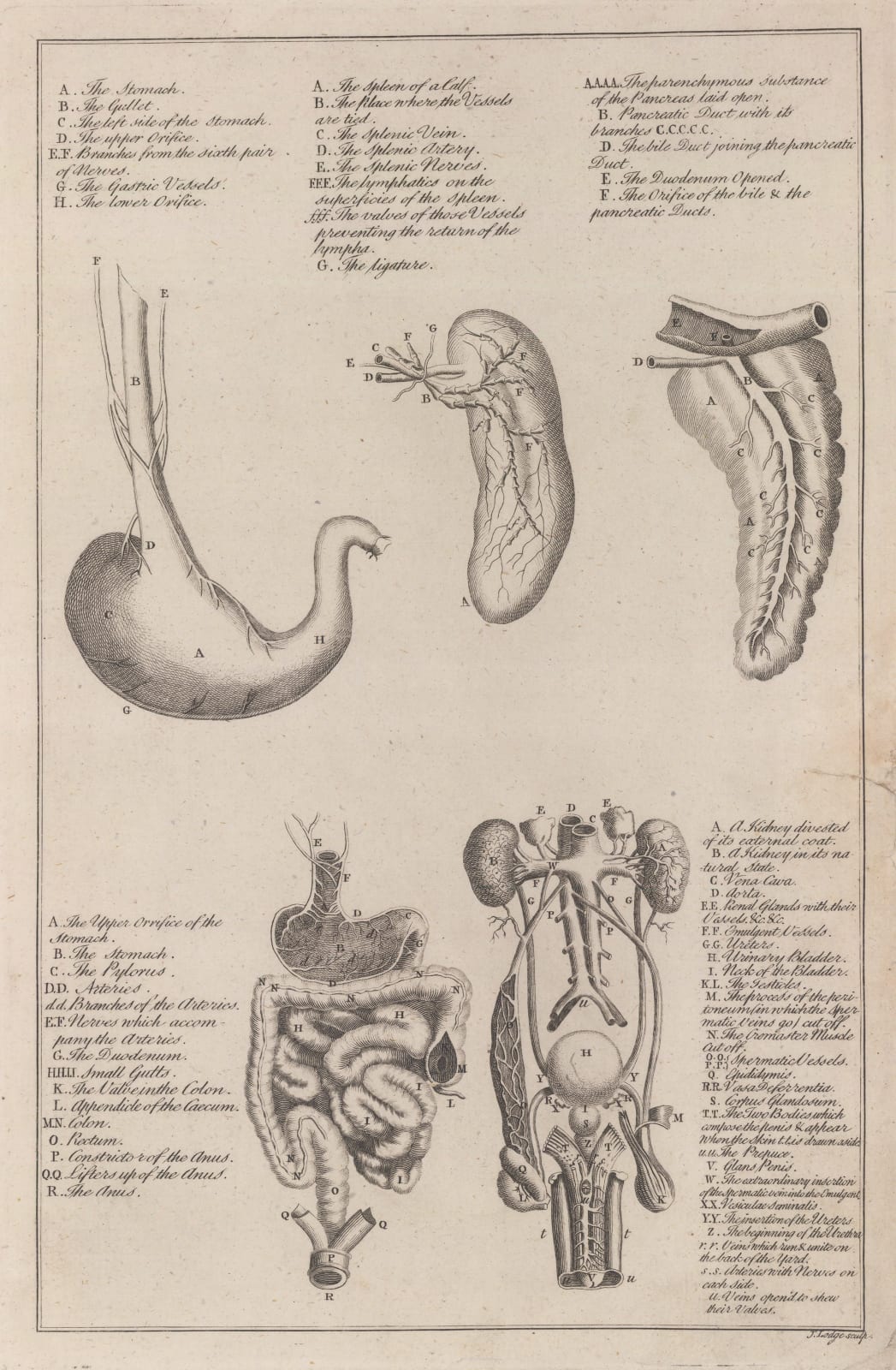 Dr George Motherby, Anatomy - Viscera, 1775