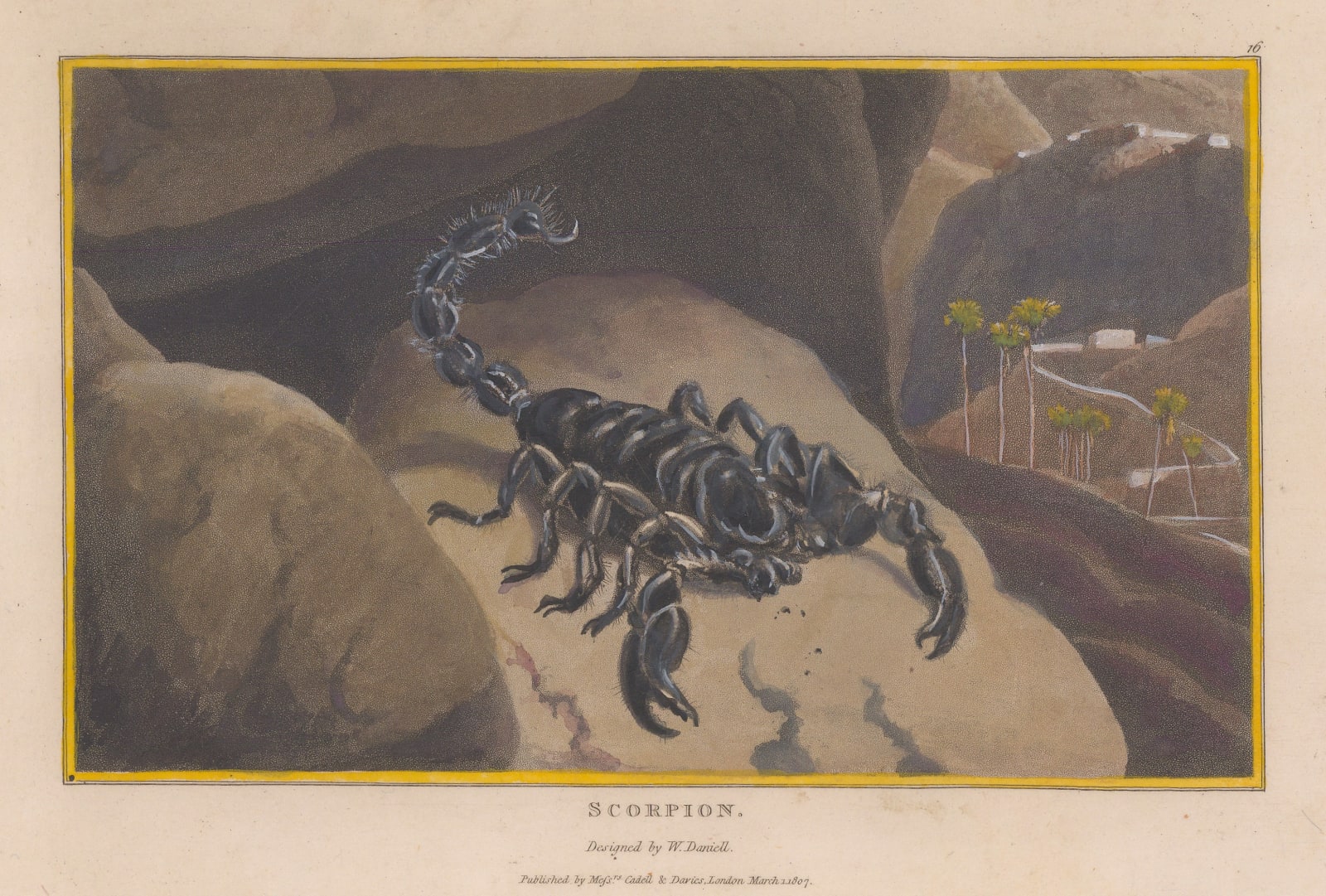 William Daniell, Insects - Scorpion, 1807