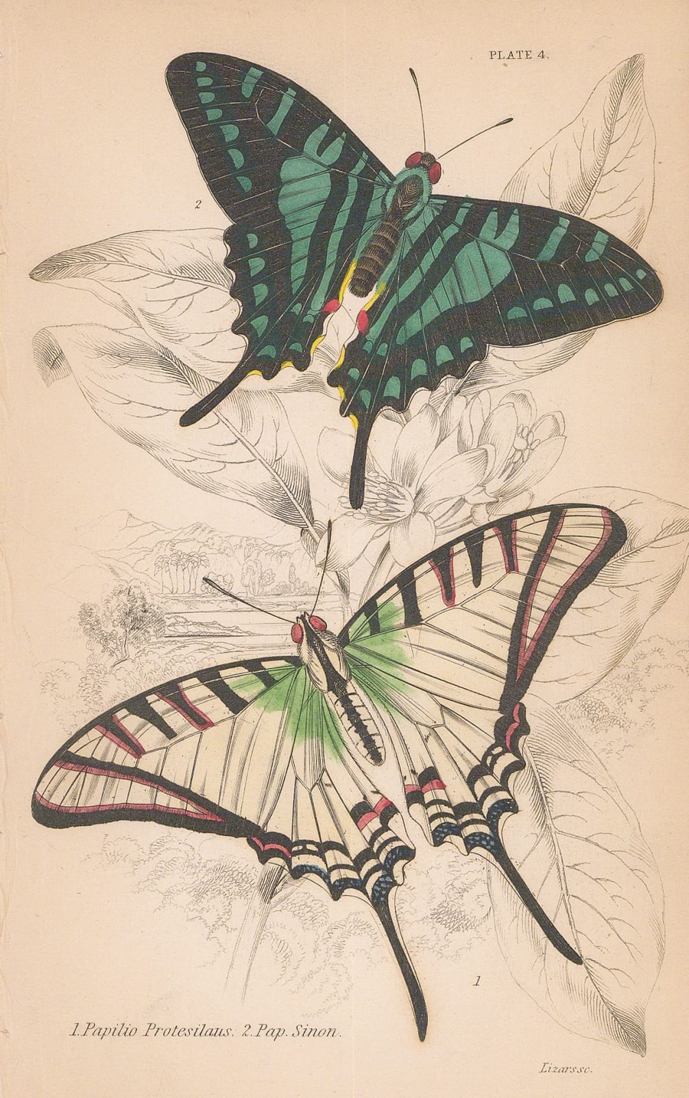 Sir William Jardine, Butterflies - Great Kite-swallowtail and Zebra swallowtail, 1837