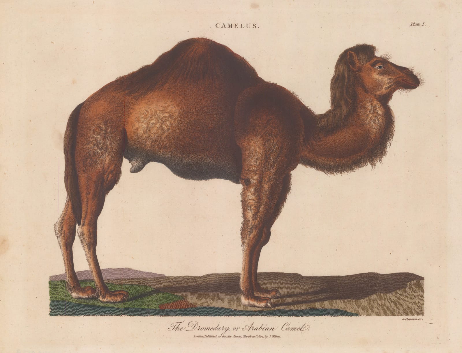 John Wilkes, Camel - Dromedary, 1810