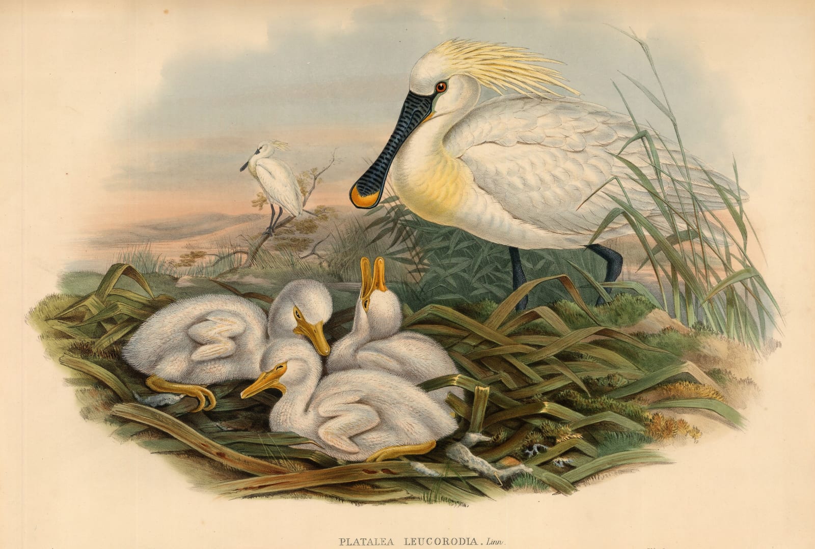 John Gould, Spoonbill - Eurasian Spoonbill, 1865 c.