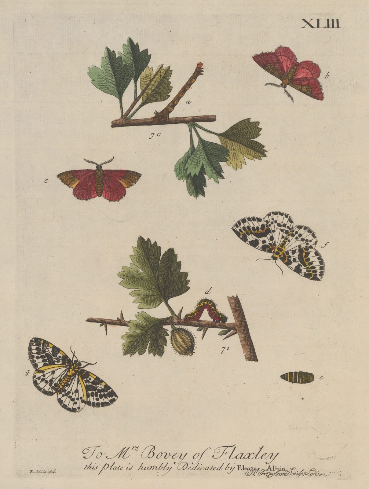 Eleazar Albin, Butterflies - Moths and Caterpillars, 1749