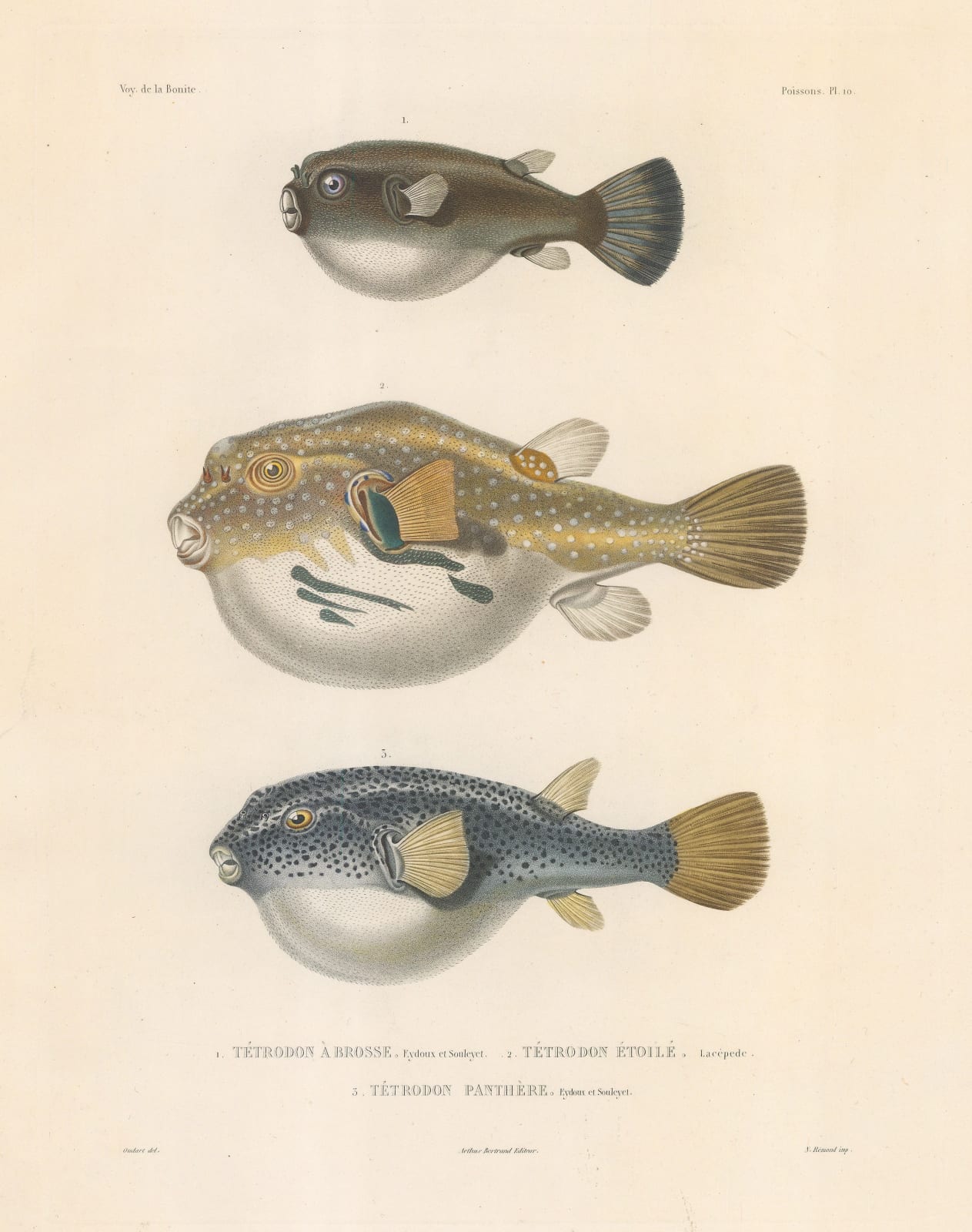 Auguste-Nicolas Vaillant, Pufferfish, 1850 c.