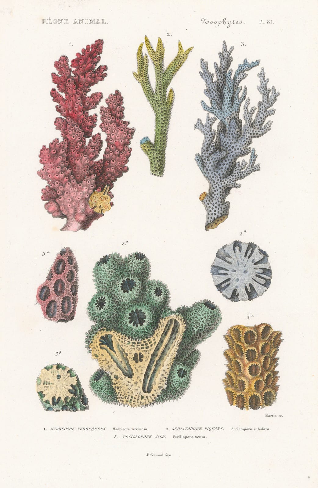 Baron Georges Cuvier, Corals, 1849
