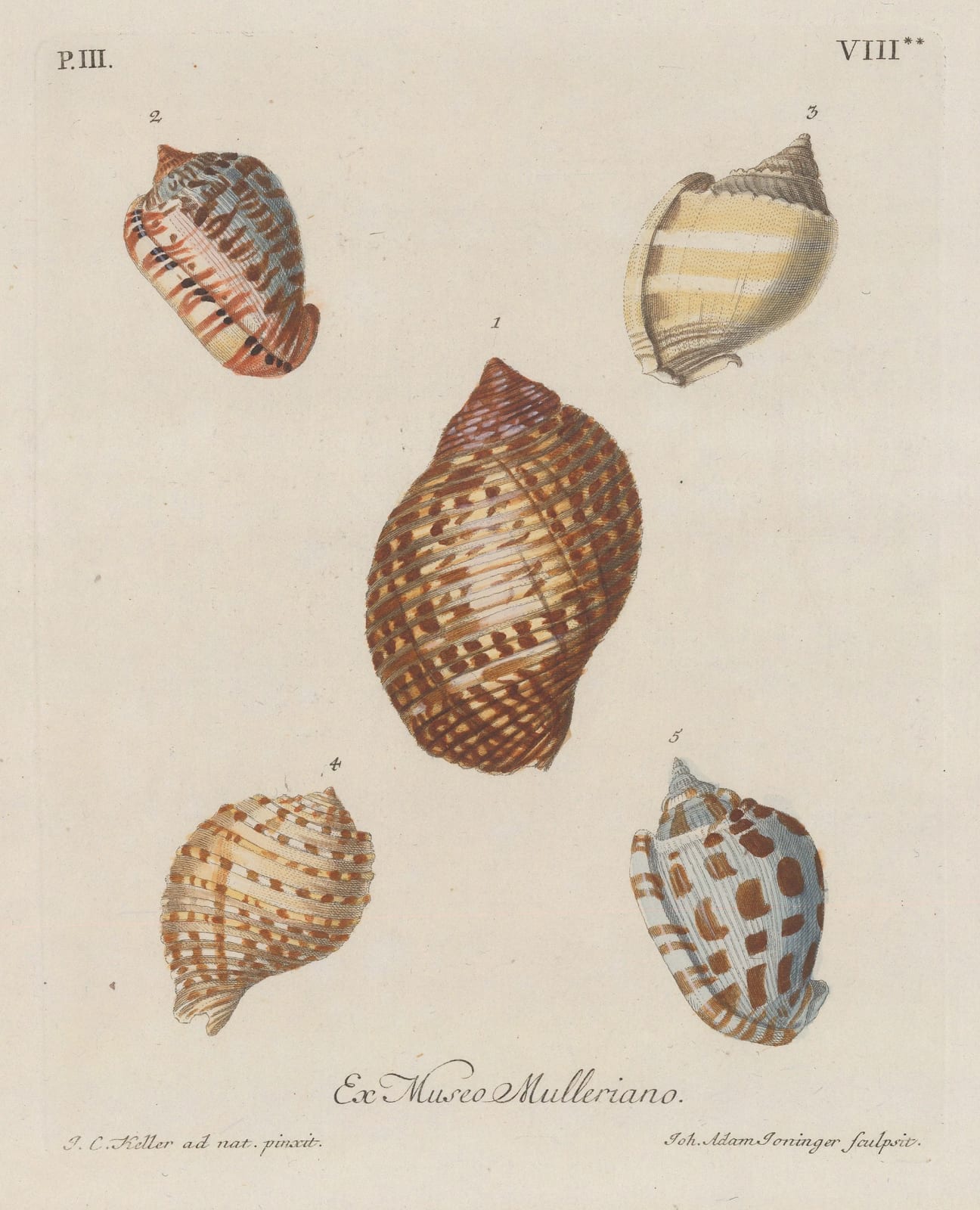 George Wolfgang Knorr, Shells - Mollusks, 1770