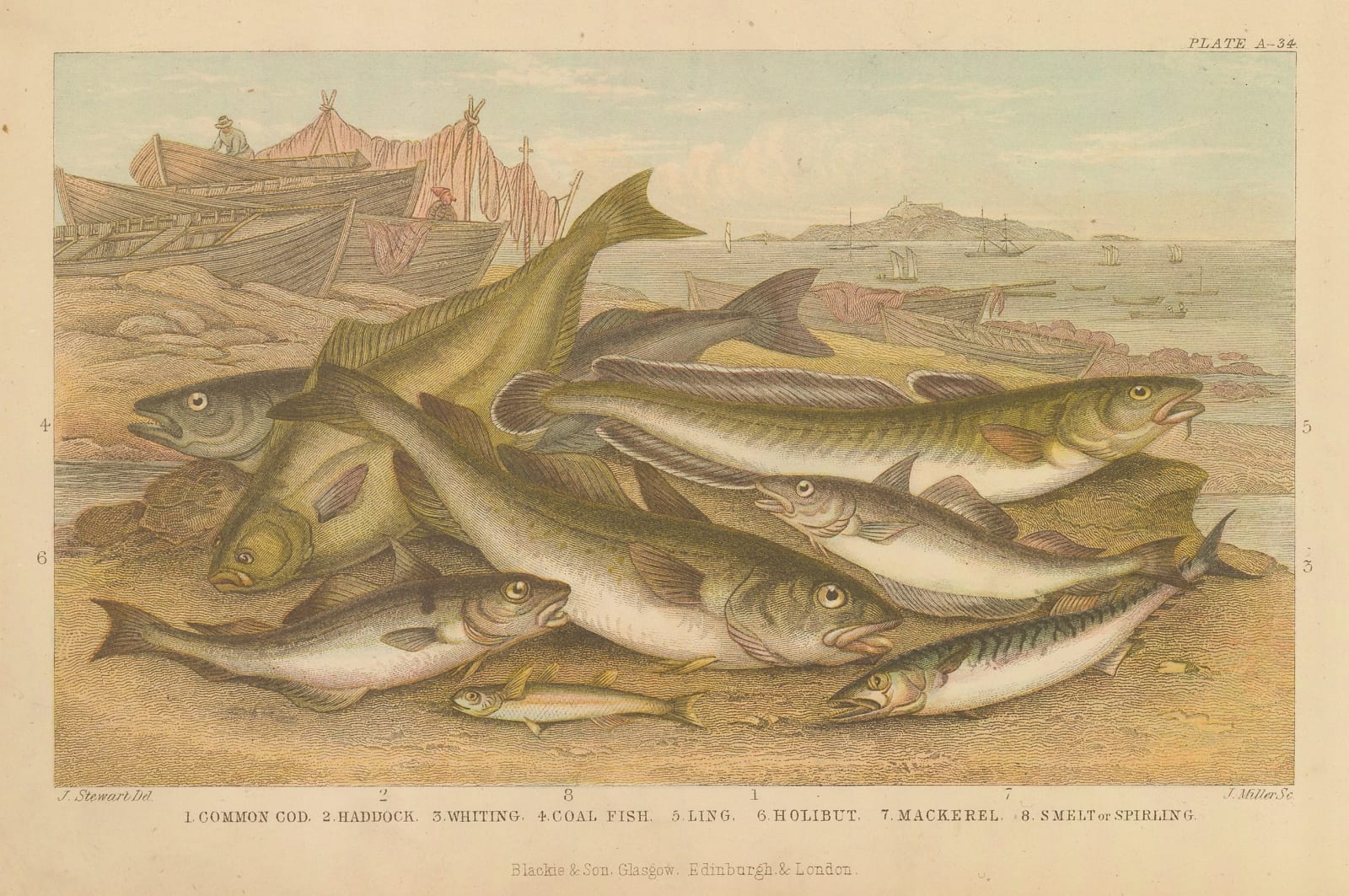 Oliver Goldsmith, Ocean Fish, 1876