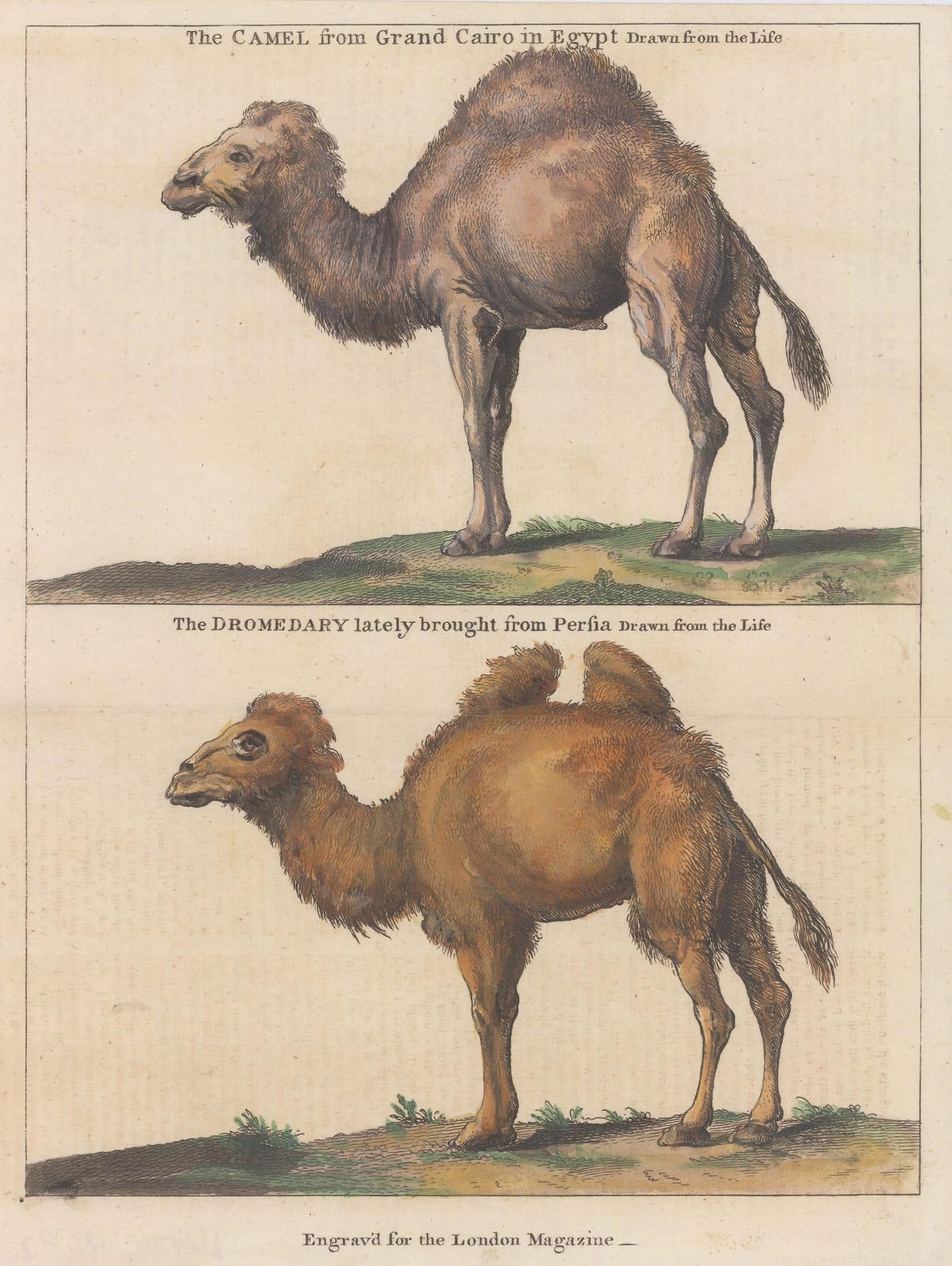 London Magazine, Camel - Dromedary and Bactrian Camel, 1758