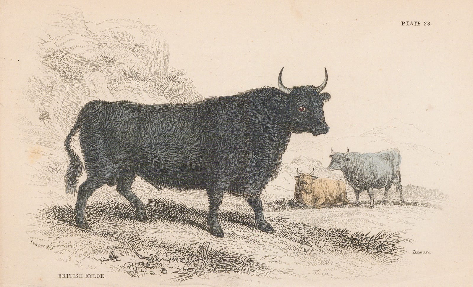 Sir William Jardine, Cattle - Highland cattle, 1866
