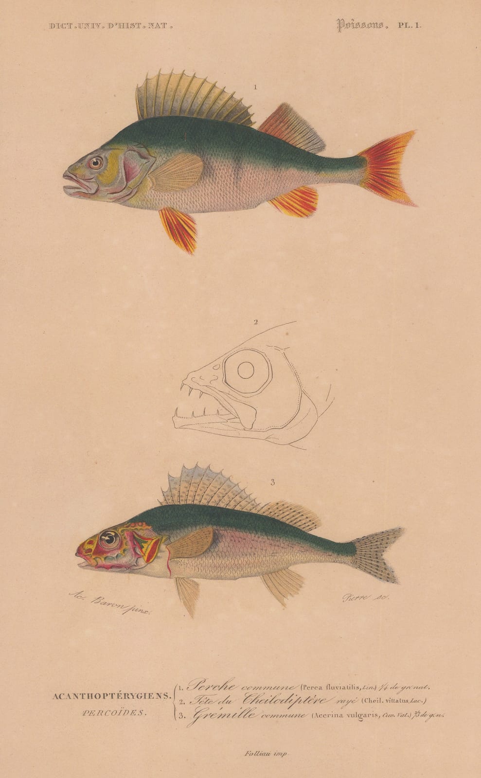 Charles d'Orbigny, Perch and Ruffe, 1849