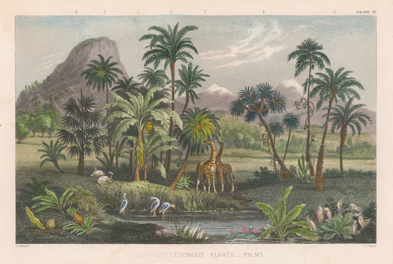 William Rhind, Palms and Plantain, 1855