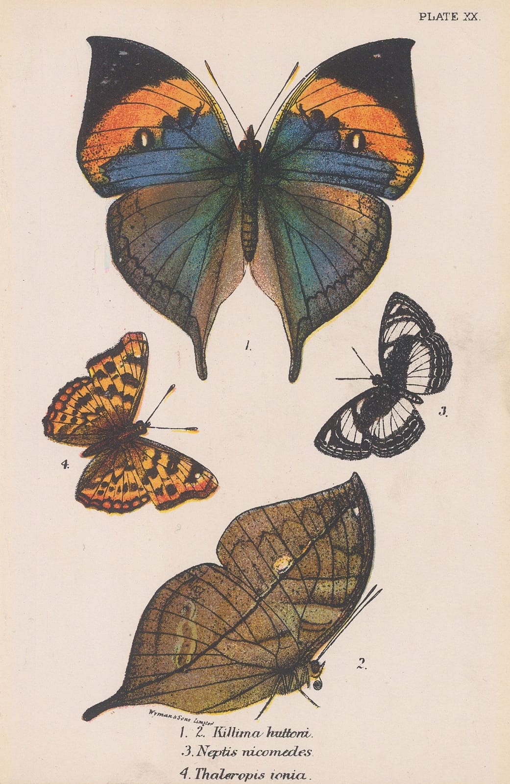 John & William Lizars, Butterflies - India leaf, nymphalid and Ionian emperor butterflies, 1840 c.