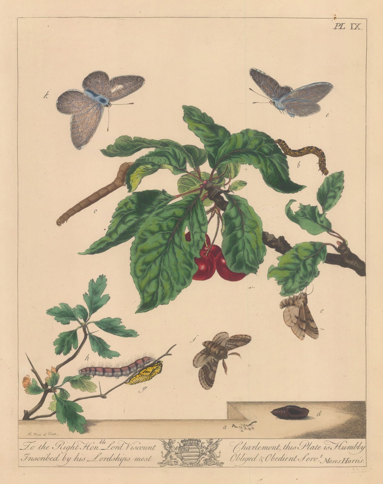 John Harris, Butterflies - Black-veined White Butterfly and Brindled Beauty Moth, 1840