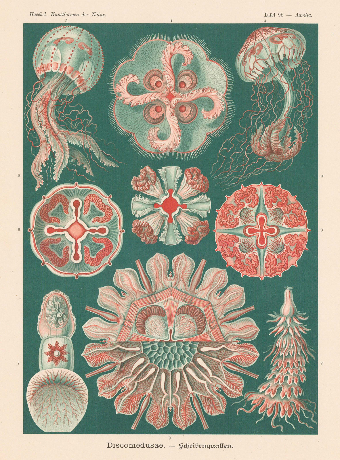 Ernst Haeckel, Jellyfish, 1904
