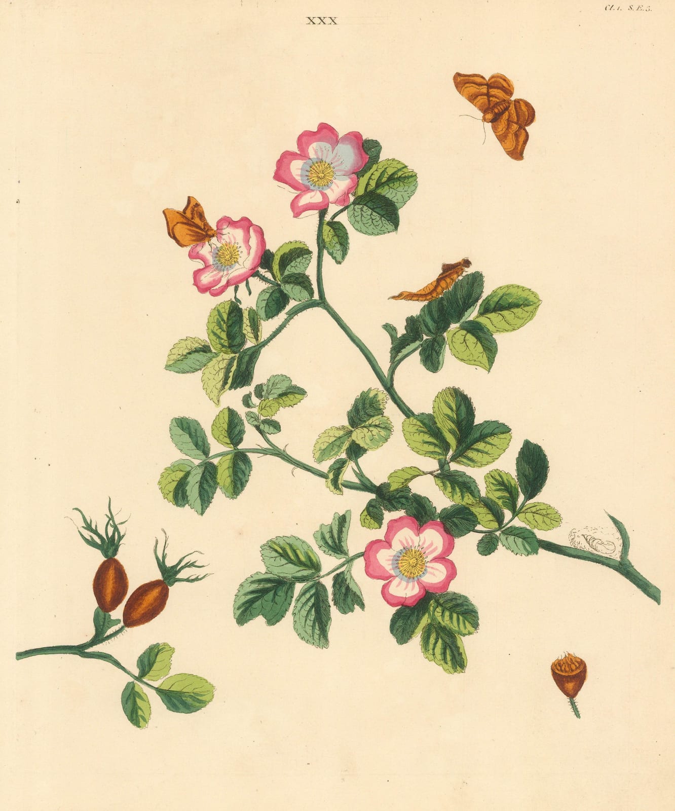 Benjamin Wilkes, Rose - Sweet Briar Rose, 1773