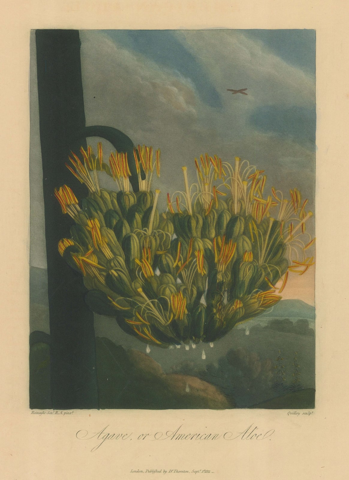 Dr. Robert Thornton, Aloe - Agave or American Aloe, 1812