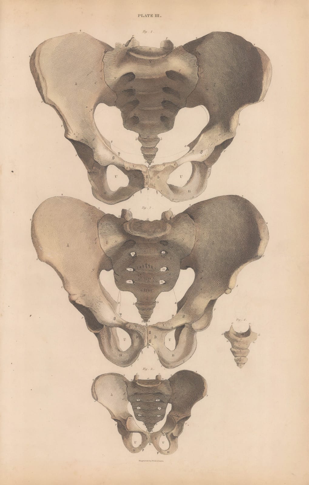 John & William Lizars, Anatomy - Pelvis, 1840