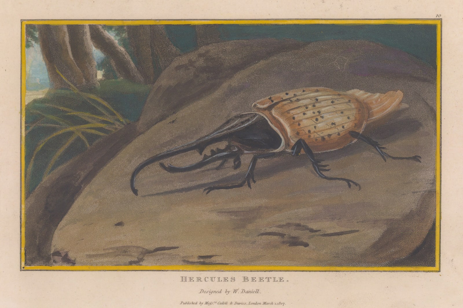 William Daniell, Insects - Hercules Beetle, 1807