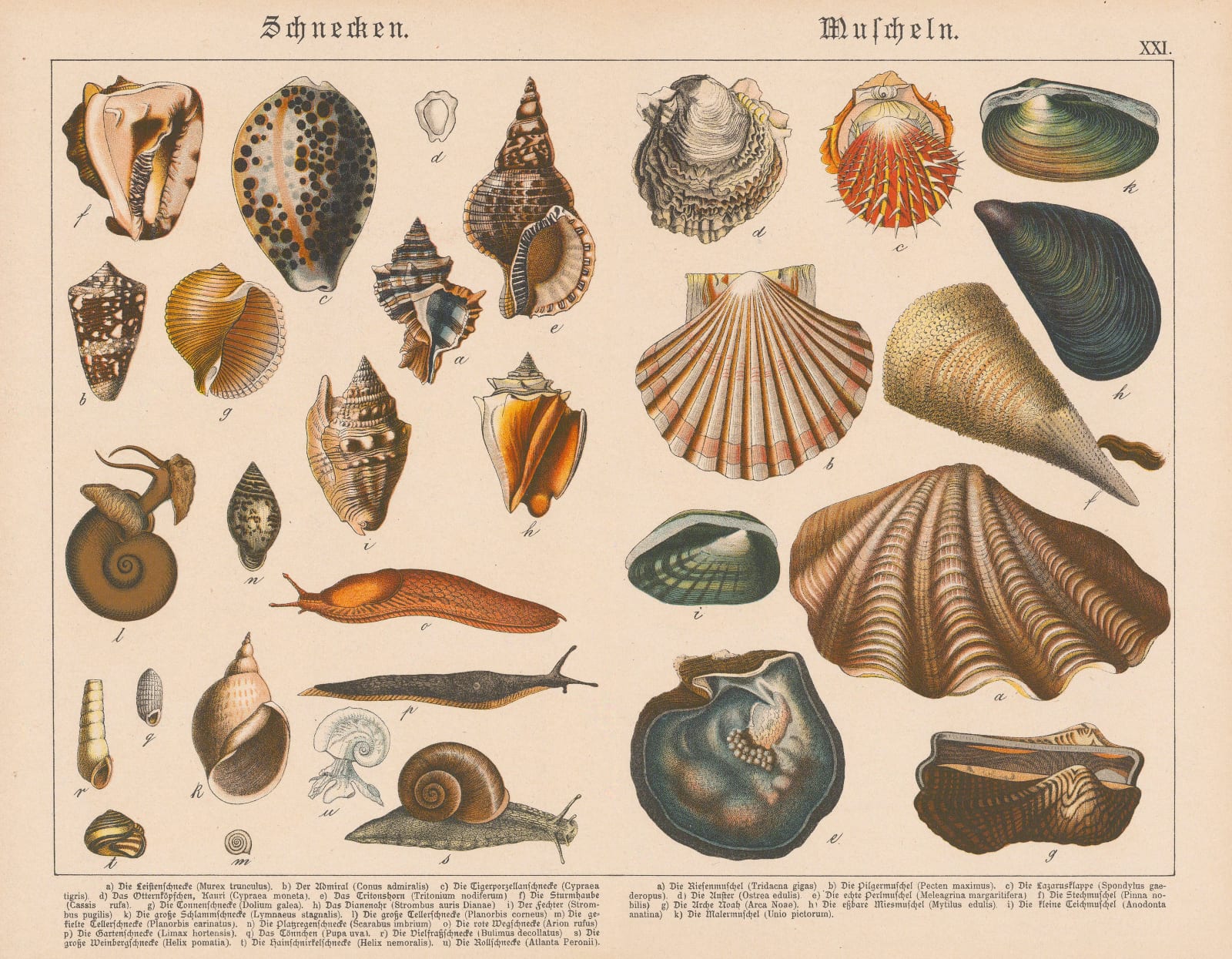 Gotthilf von Schubert, Mussels, Snails and Slugs, 1886