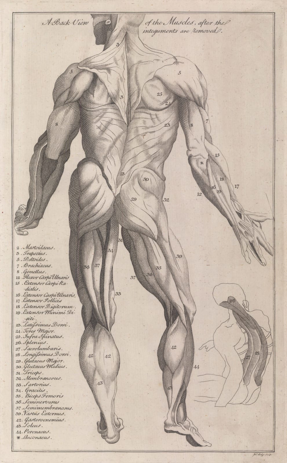 Dr George Motherby, Anatomy - Myology, 1775