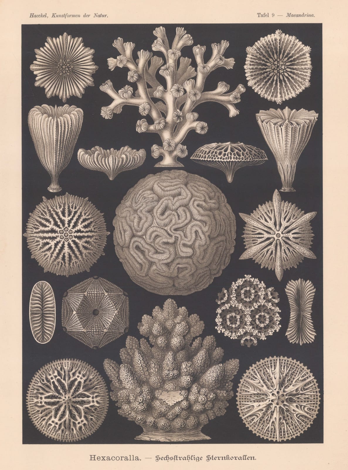 Ernst Haeckel, Corals, 1904