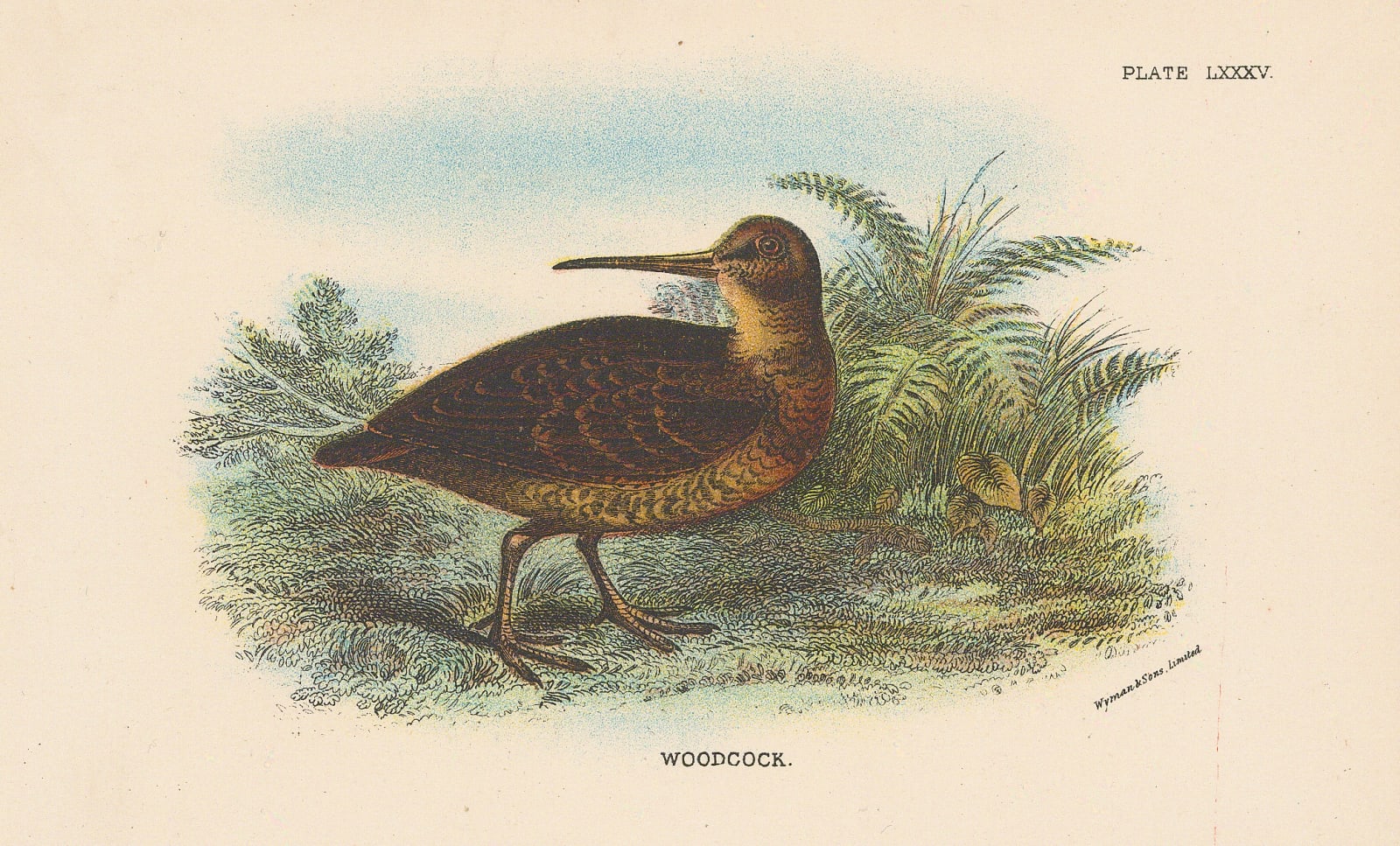 Wyman & Sons, Shooting - Woodcock, 1890 c.