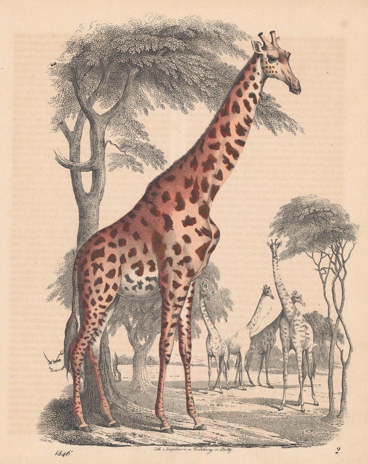 Carl Hoffmann, Three-horned Giraffe , 1846