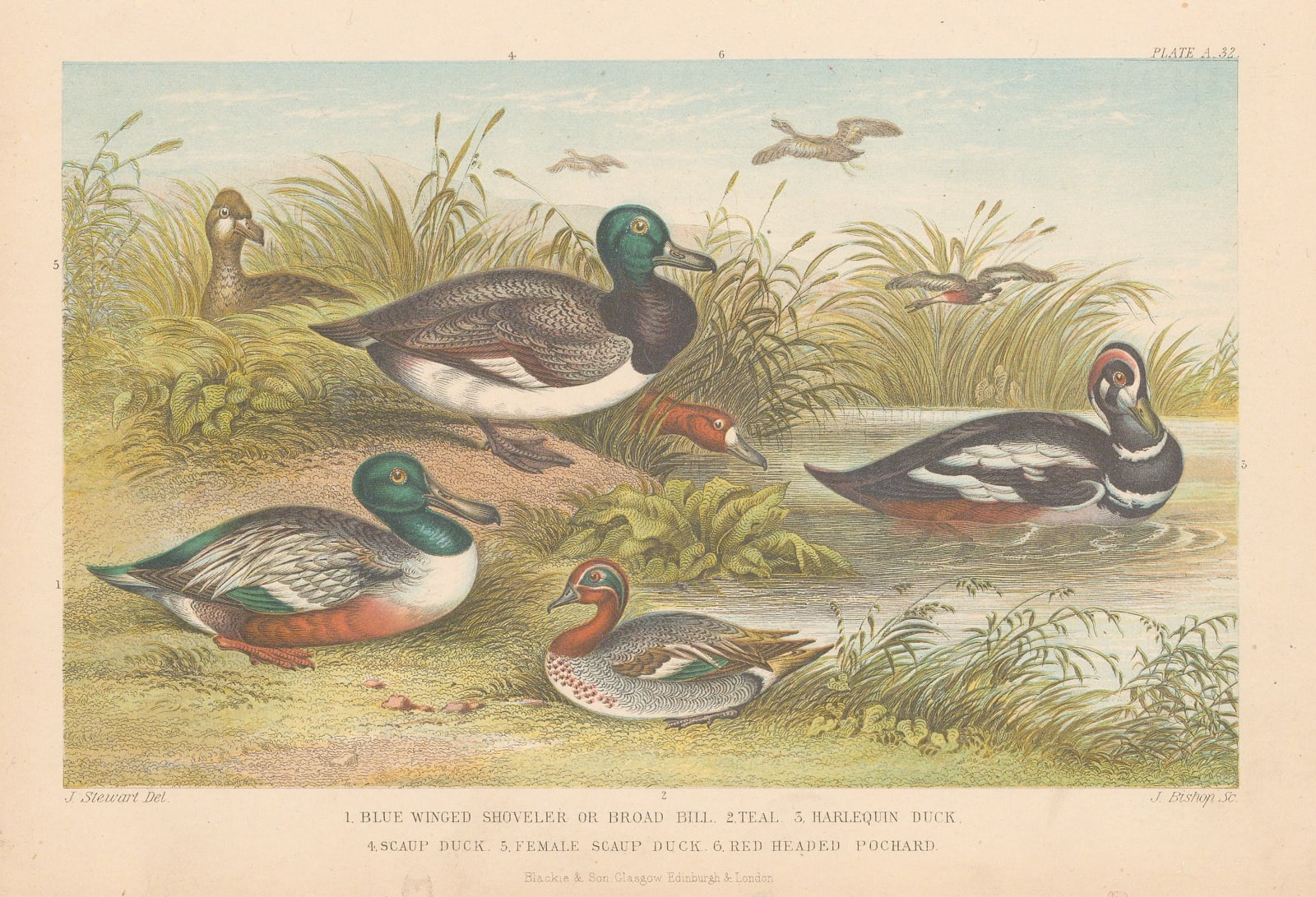 Oliver Goldsmith, Ducks, 1876