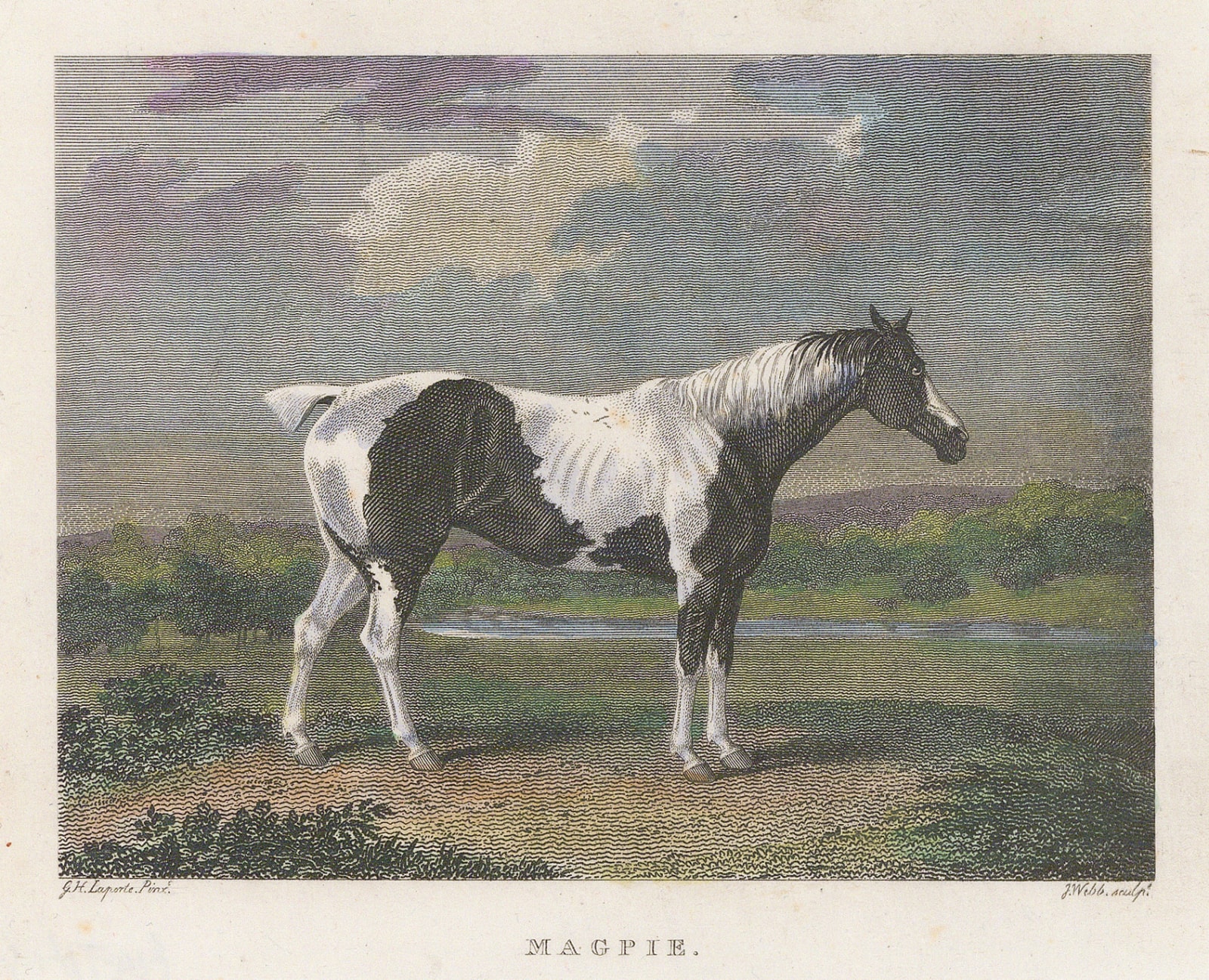 M. A. Pittman, Horses - Magpie, 1821
