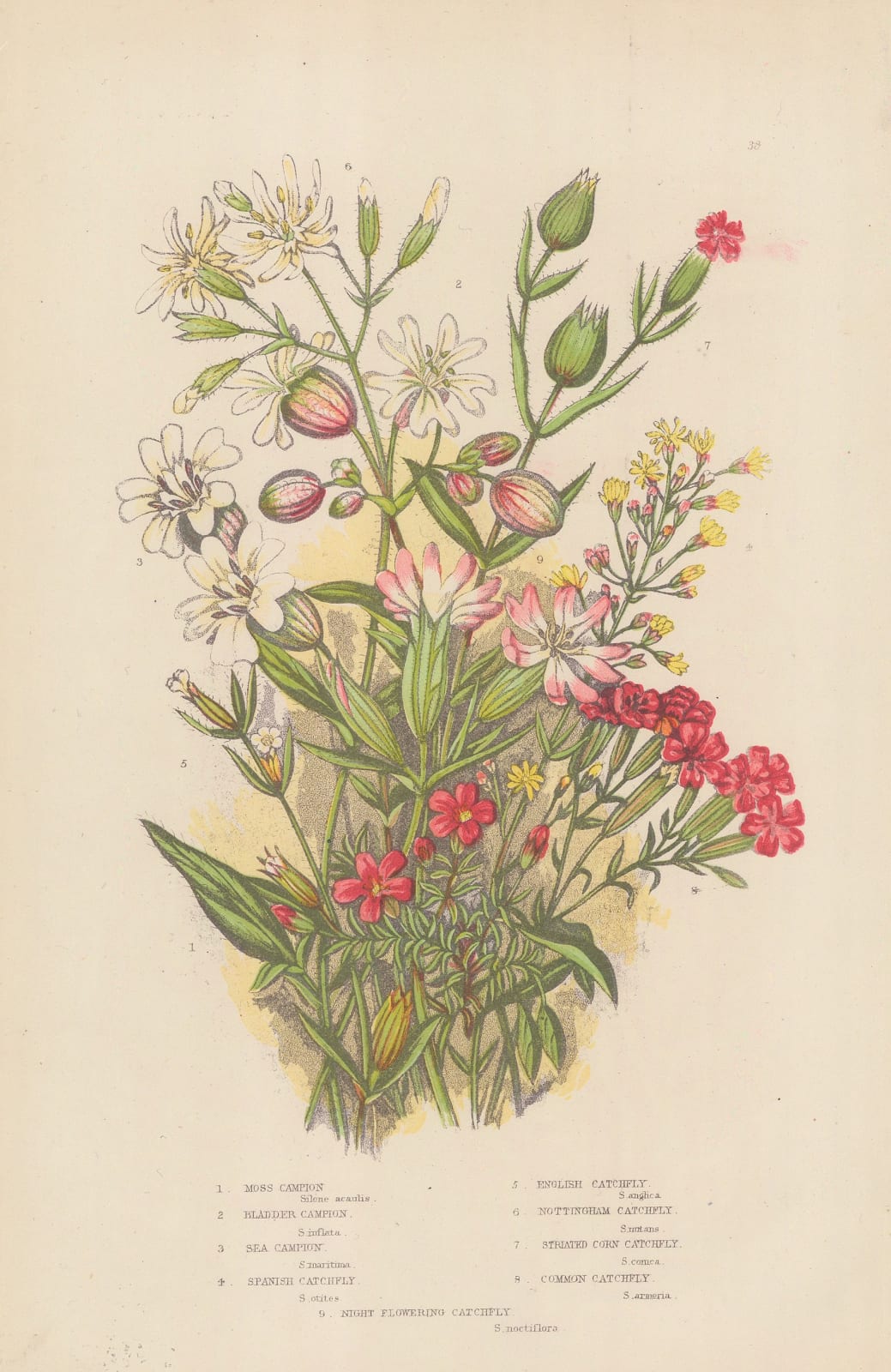 Anne Pratt, Varieties of Campion and Catchfly, 1870 c.