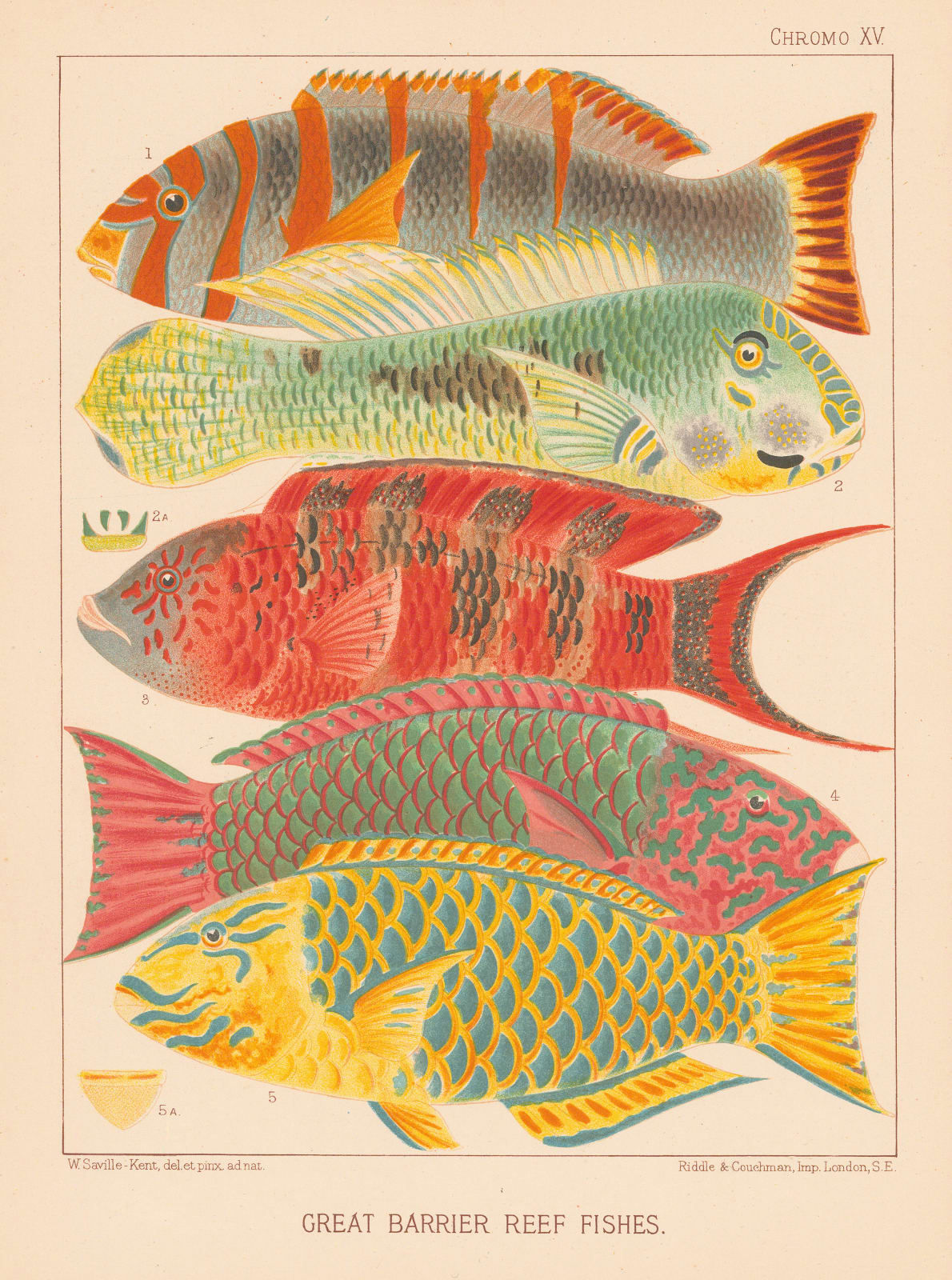 William Saville-Kent, Great Barrier Reef - Parrot Fish, 1893