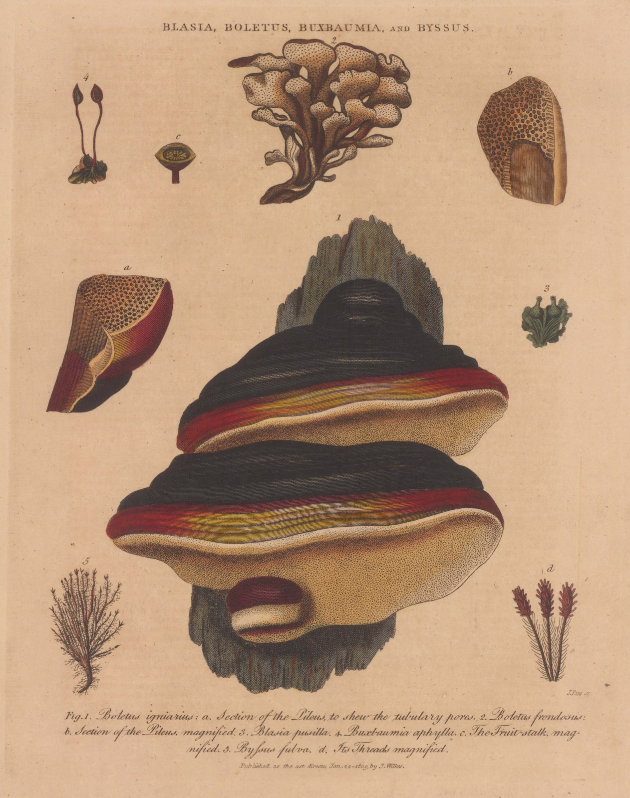 John Wilkes, Mushrooms - Boletus, 1810