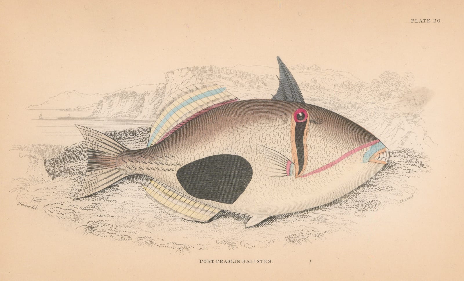 Sir William Jardine, Triggerfish, 1843