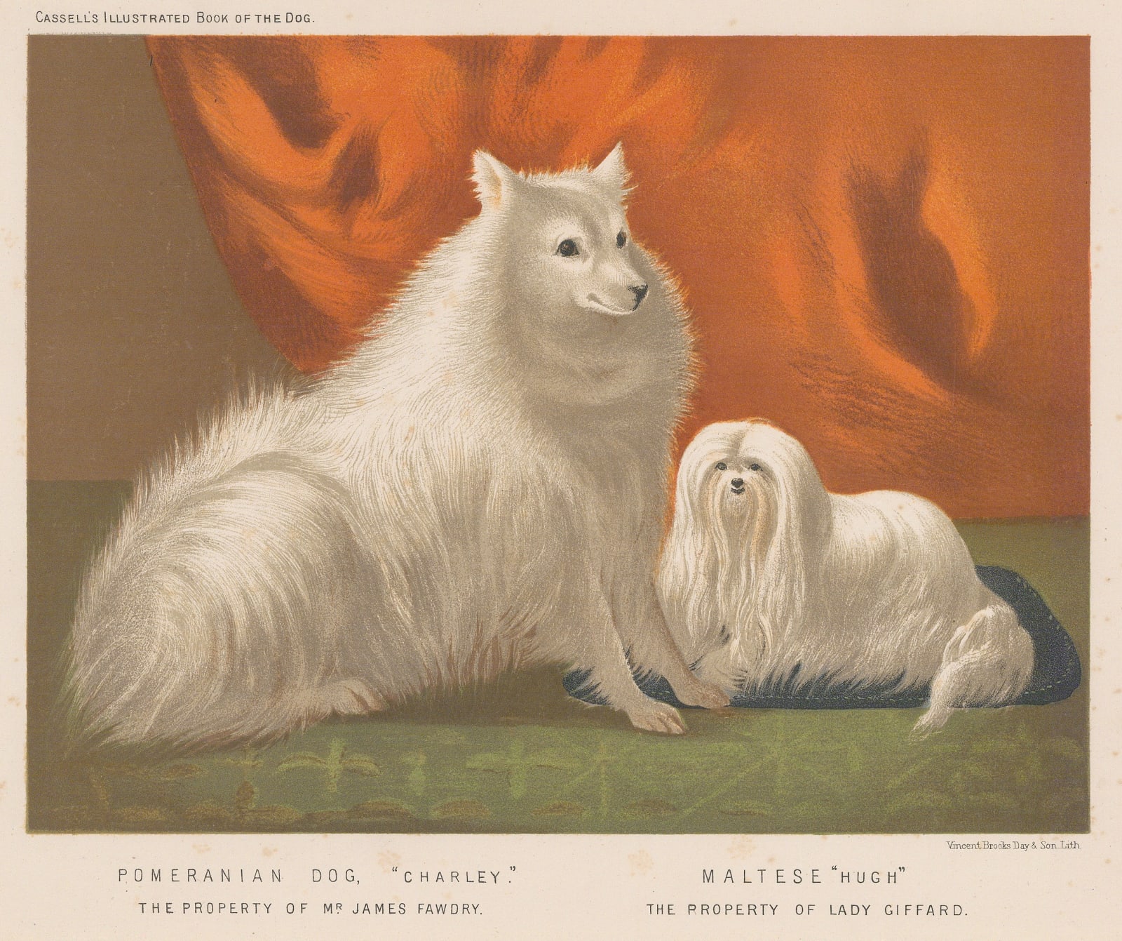 Cassell & Co., Dog - Pomeranian and Maltese, 1890 c.