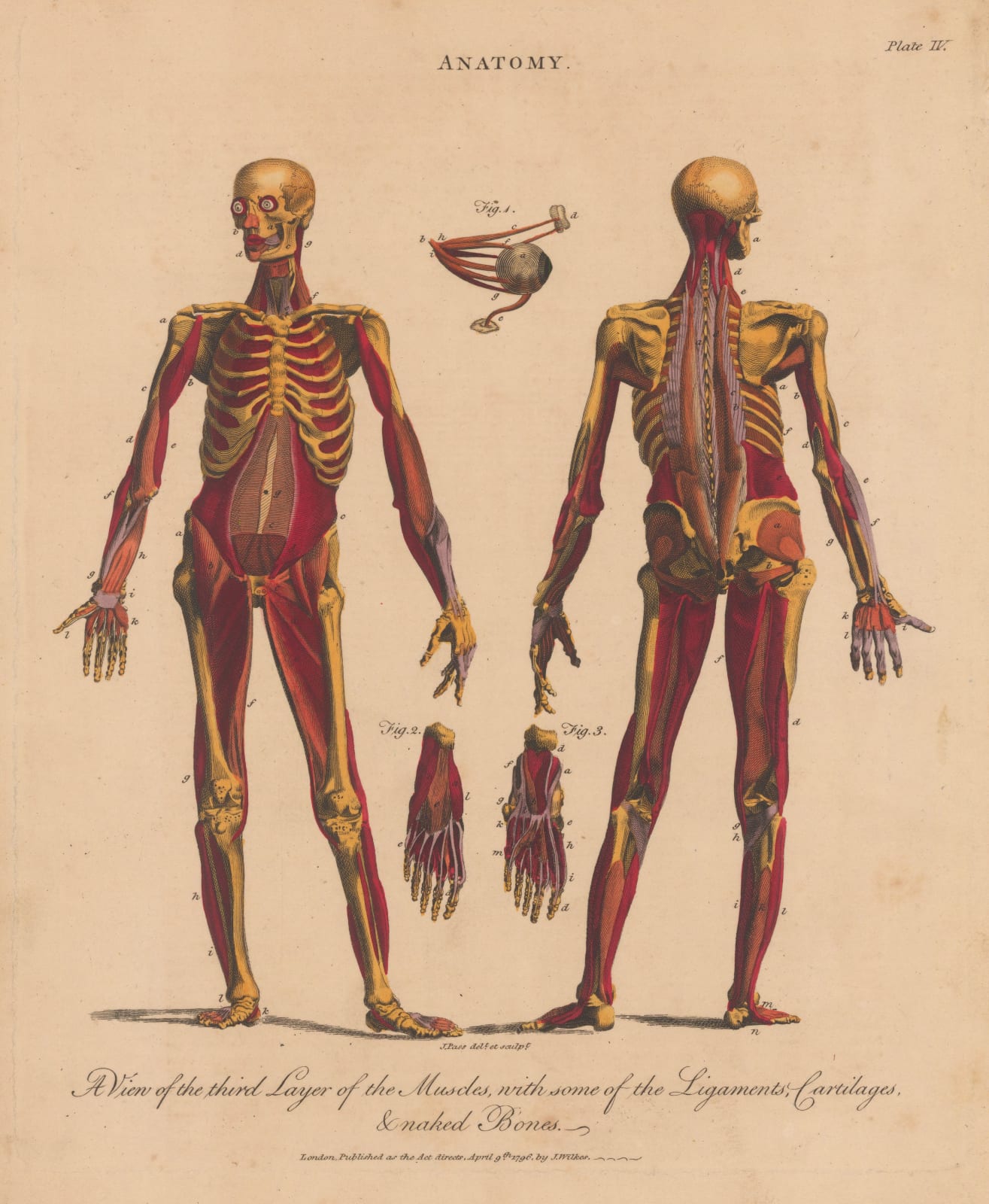 John Wilkes, Anatomy - Myology, 1829