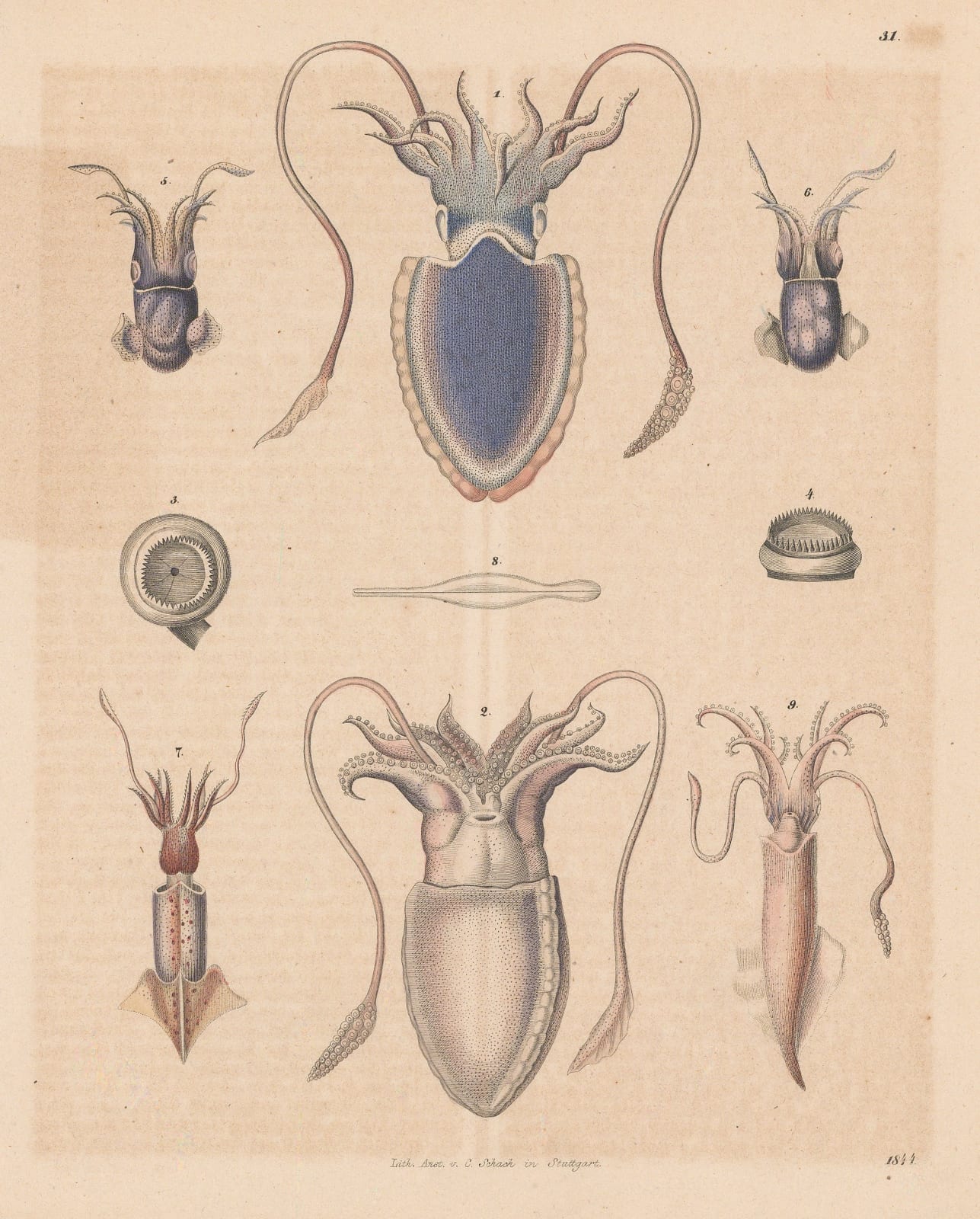 Carl Hoffmann, Cephalopods - Squid and Cuttlefish, 1844