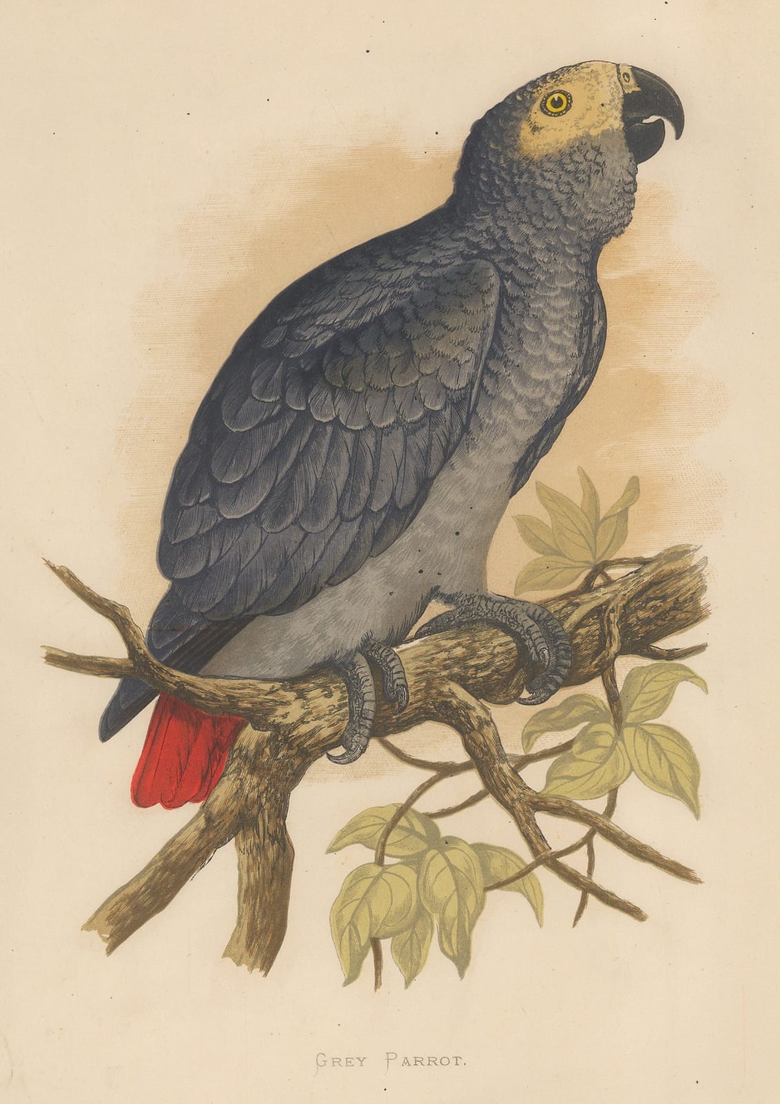 William Thomas Greene, Parrot - Congo Grey Parrot, 1884