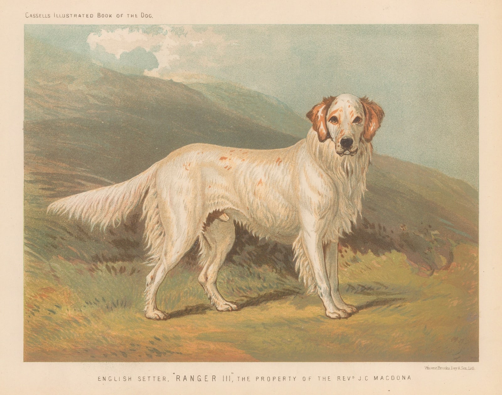 Cassell & Co., Dog - English Setter, 1890 c.