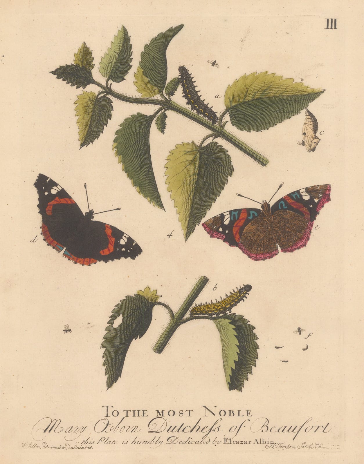 Eleazar Albin, Butterflies - Moths and Caterpillars, 1749