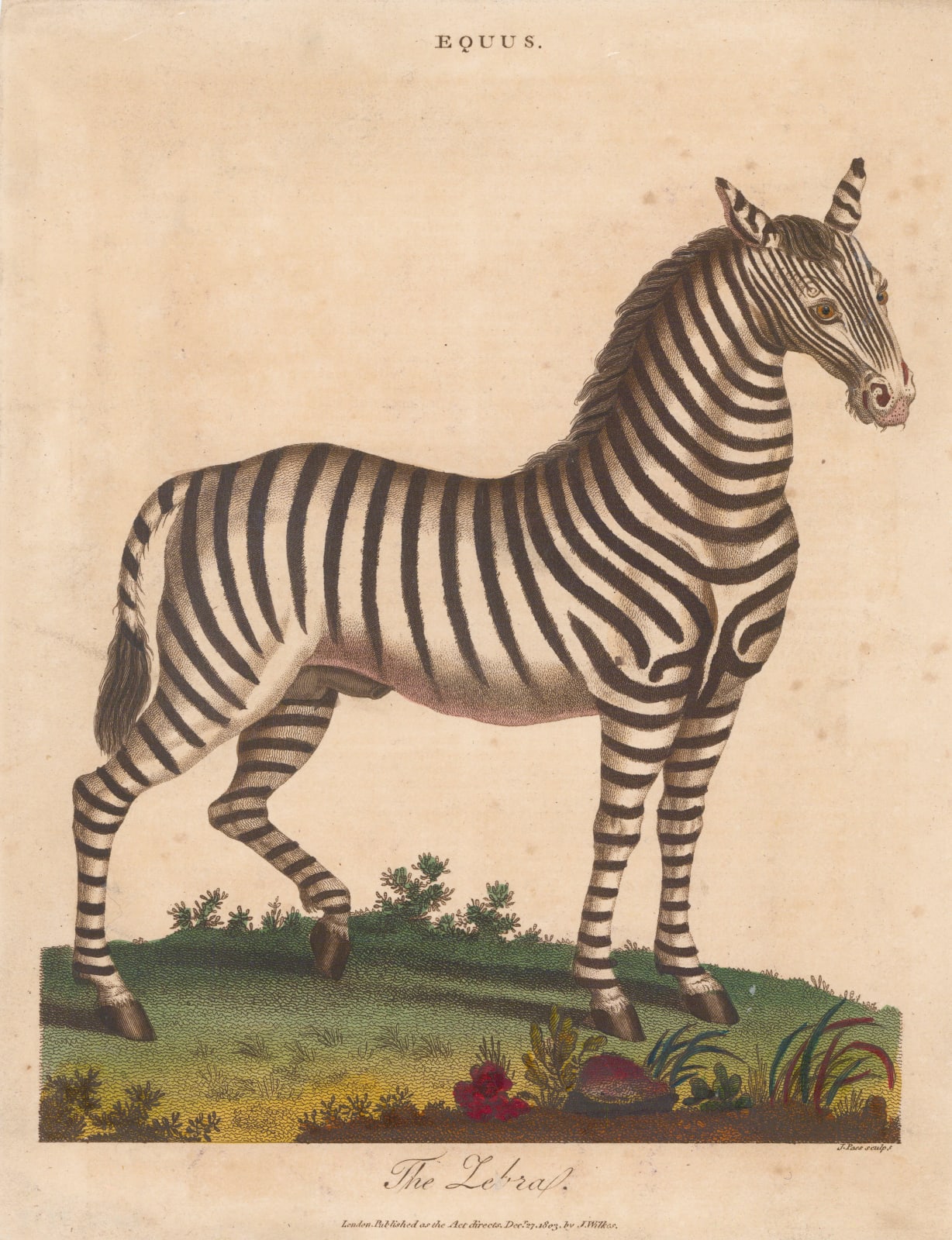 John Wilkes, Zebra, 1810