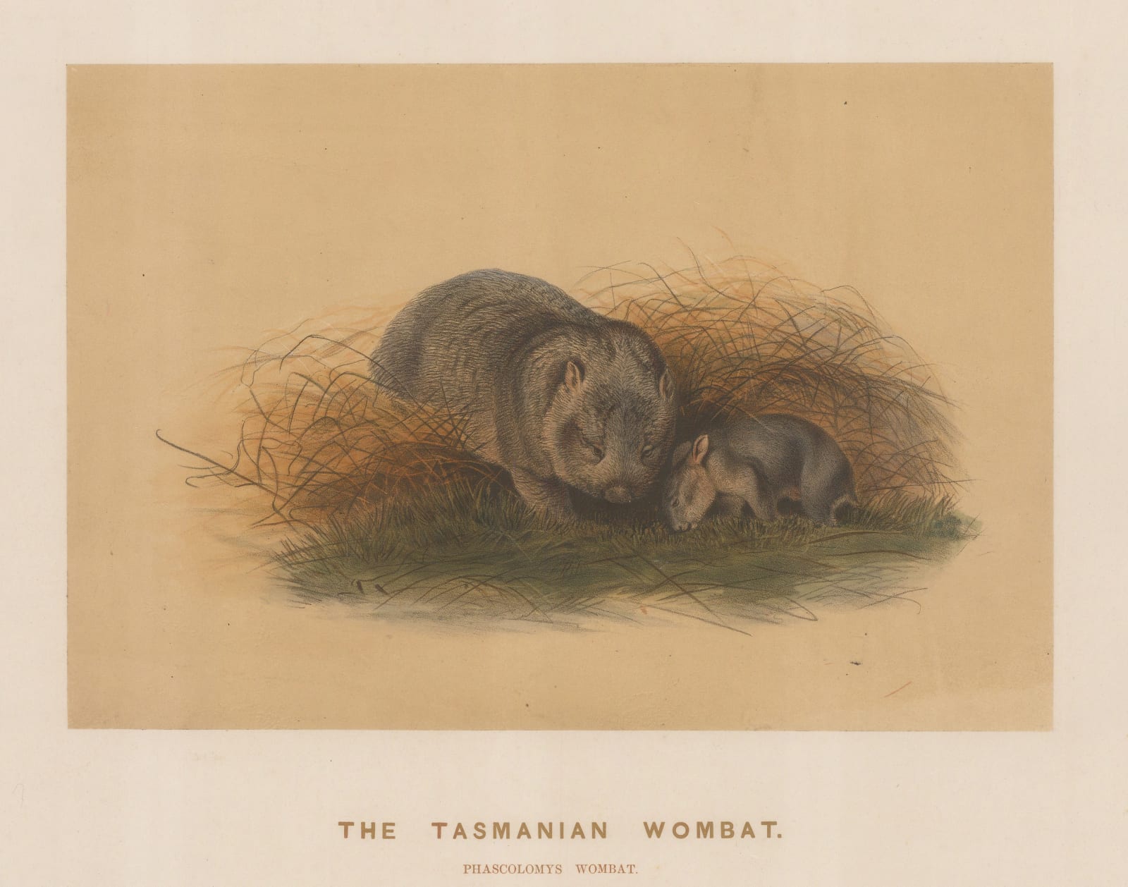 Joseph Wolf, Wombat - Tasmanian Wombat, 1861