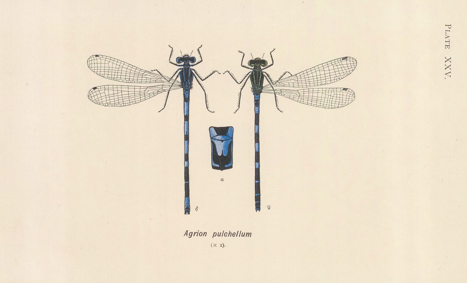 W. J. Lucas, Insects - Damselflies, 1899