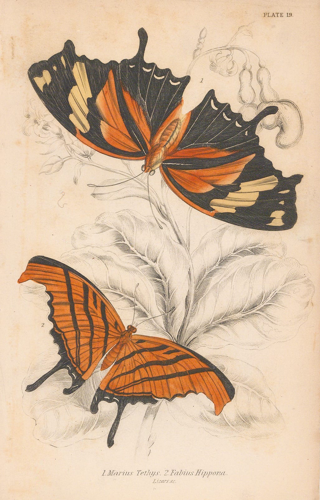Sir William Jardine, Butterflies - Ruddy Daggerwing and Tiger Leafwing, 1843