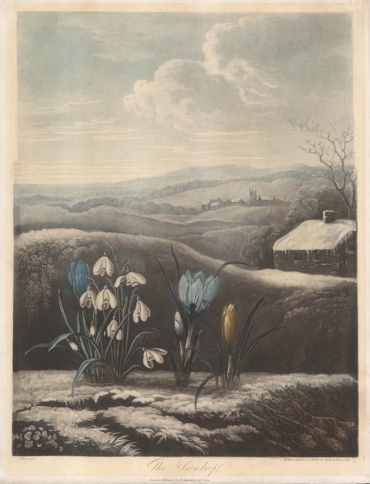 Dr. Robert Thornton, Snowdrop, 1804