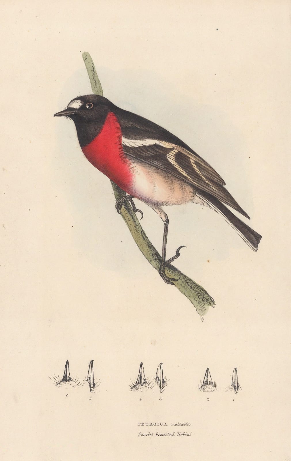 William Swainson, Robin - Scarlet breasted Robin, 1833