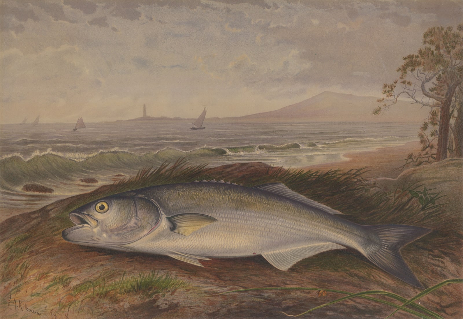 Samuel Kilbourne, Blue Fish, 1879